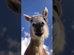 4U High Voltage Master RBMS For BESS UPS Lithium Battery Management System